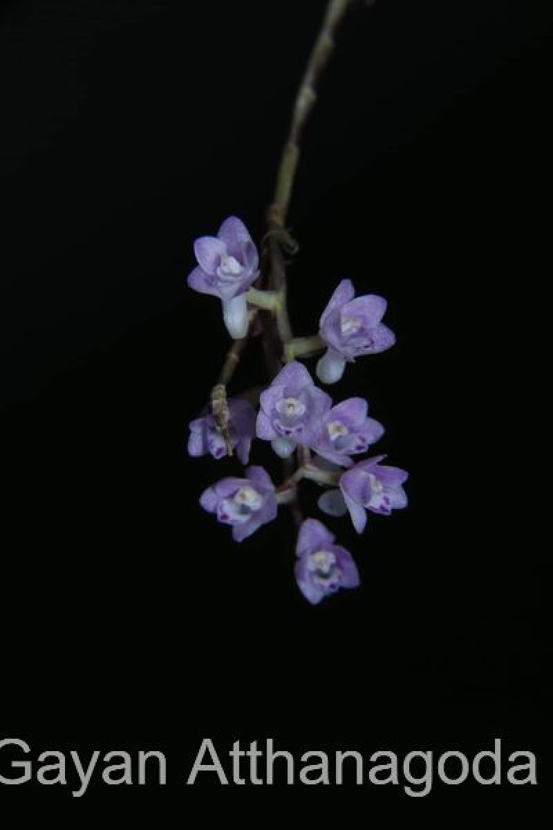 Podochilus falcatus Lindl.